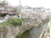 その他現地写真:近くの川沿いでは、春になると桜が見れます！